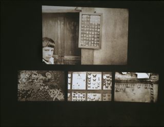 Sepia-toned photos of a boy, market,and butterfly specimen