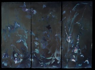 Vandyke brown cyanotype print of botanicals